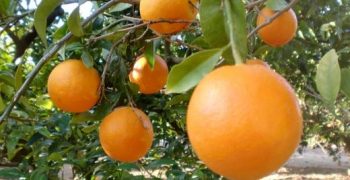 Spanish citrus exports hold up despite lower production