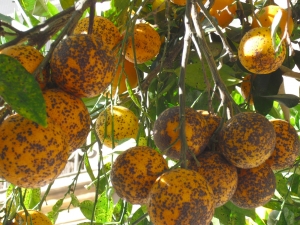 Spanish citrus exports outside the EU fall 14%