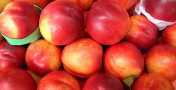 Global peach and nectarine output up 4.6% in 2017/18