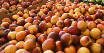 EU peach and nectarine production set to drop by 12% in 2018/19