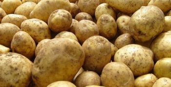 North-Western Europe potato harvest estimated at 24 million tons