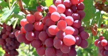 Turkey’s fresh grape exports up 43%