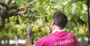 The new Uvasdoce project gets underway