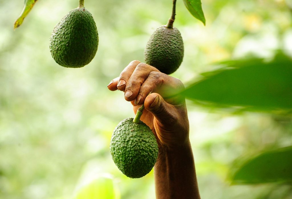 Avocado; Kenya; Exports