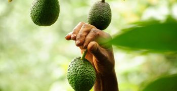 Kenya switches coffee for avocado and becomes world’s 6th largest producer