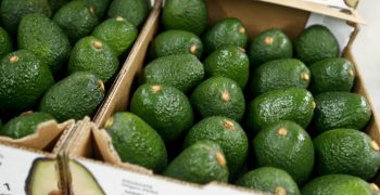 New Zealand avocado output to increase by 25%