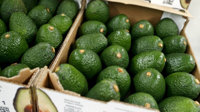 New Zealand avocado output to increase by 25%