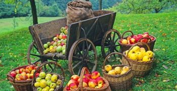 Europe’s apple harvest looks to be back on track