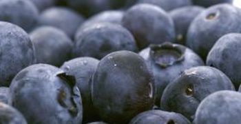 Bumper harvest for Chile’s blueberry
