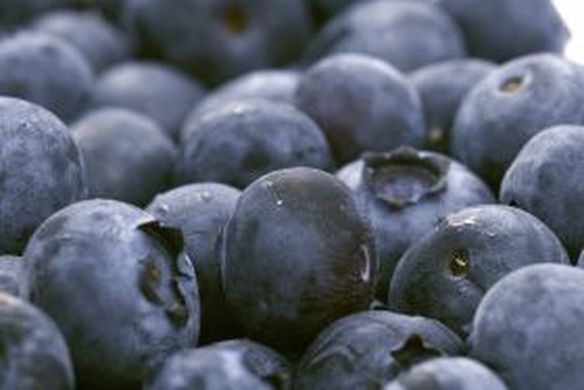 Bumper harvest for Chile's blueberry