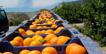 Argentina’s citrus industry aims to increase competitiveness