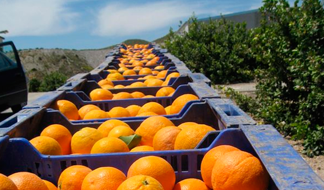 Argentina’s citrus industry aims to increase competitiveness
