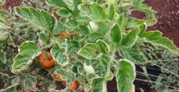 Yellow Leaf Curl Virus outbreak prompts Egypt to stop tomato exports