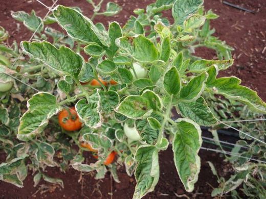 Yellow Leaf Curl Virus outbreak prompts Egypt to stop tomato exports