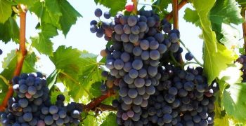 South Africa’s grape production on track to recover in 2018-19