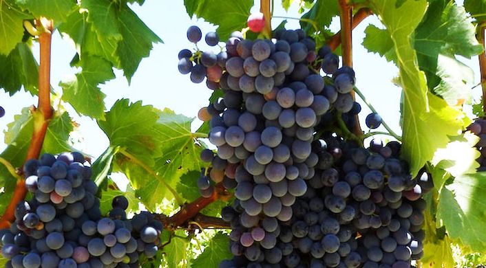 South Africa’s grape production on track to recover in 2018-19