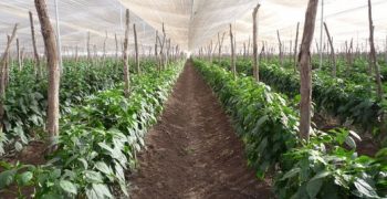 Expansion in Spanish greenhouse production of peppers and aubergine