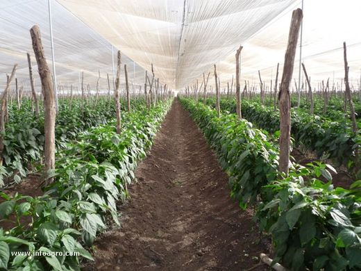 Expansion in Spanish greenhouse production of peppers and aubergine