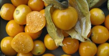 Could groundcherry become “the next blueberry”?