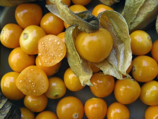 Could groundcherry become “the next blueberry”?