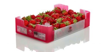 Freshbox® now in colorless and transparent boxes