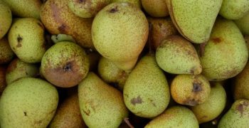 Dutch and Belgian pear sizes hit by drought