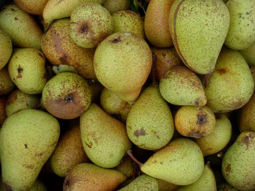 Dutch and Belgian pear sizes hit by drought