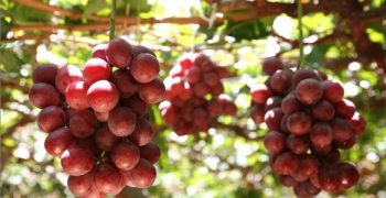 Peru’s grape output to rise 7% in 2018-19