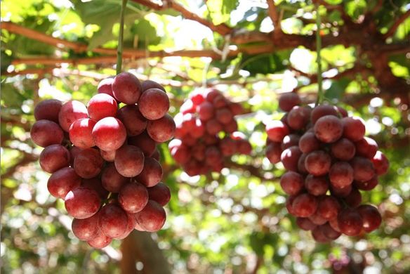 Peru’s grape output to rise 7% in 2018-19