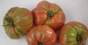 High hopes for second Prisco pink tomato campaign in Spain