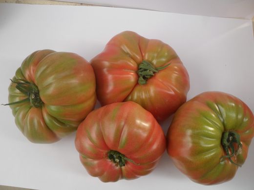 High hopes for second Prisco pink tomato campaign in Spain