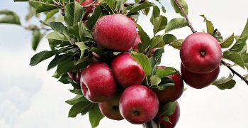 Washington’s apple crop revised downwards