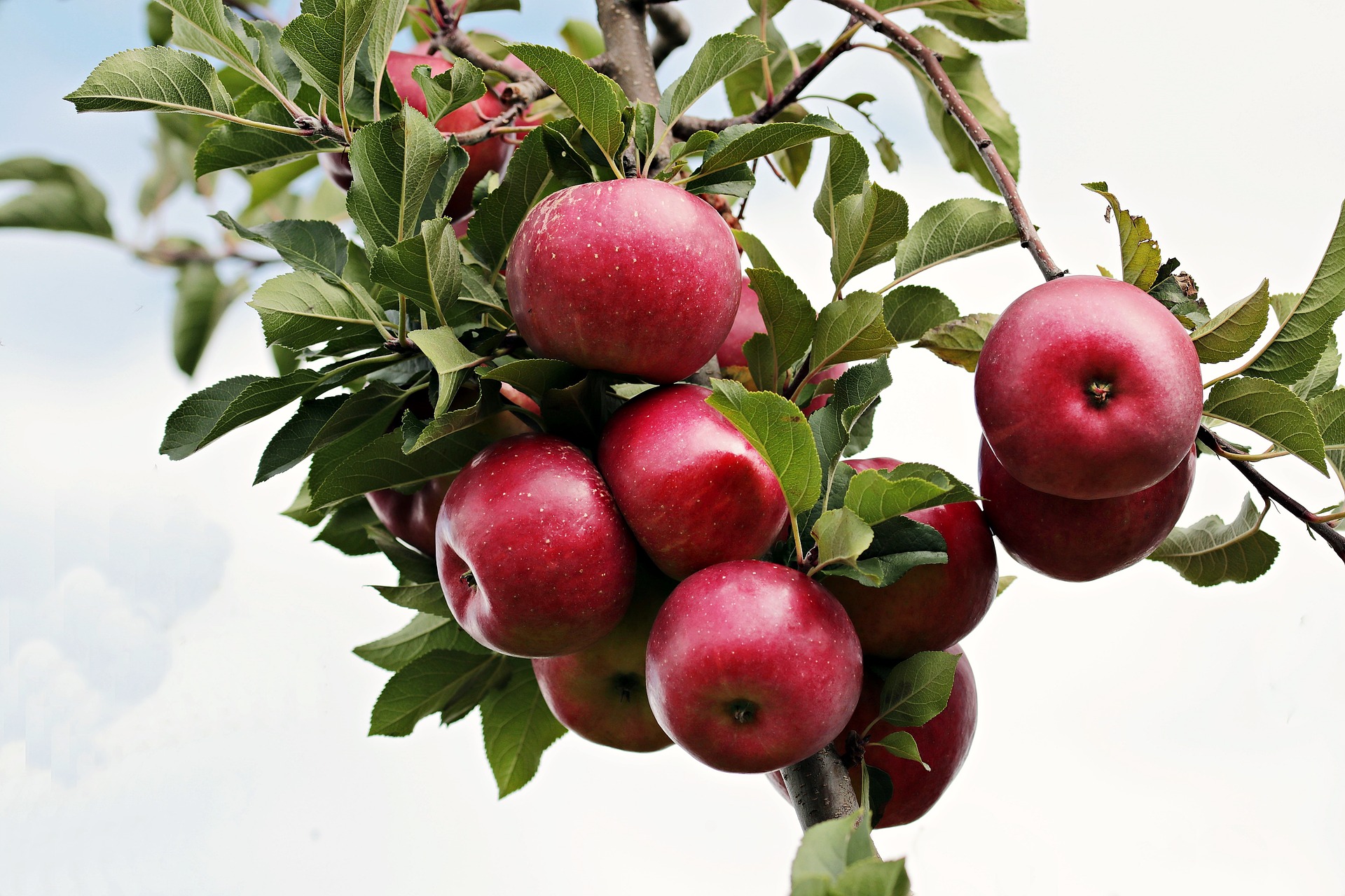 Washington’s apple crop revised downwards