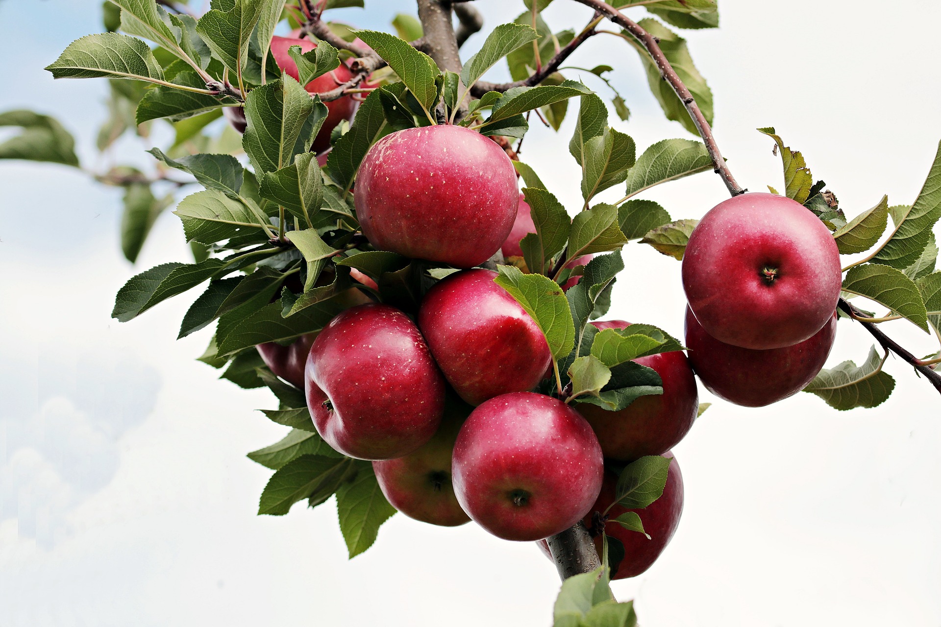 Washington’s apple crop revised downwards