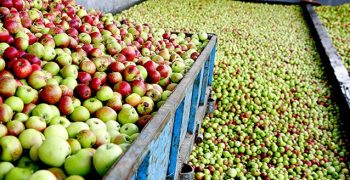 Spanish apple production up 3.2%, while pear volumes fall 7.1%
