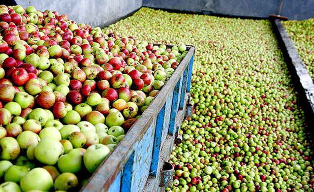 Spanish apple production up 3.2%, while pear volumes fall 7.1%