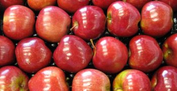 Modi takes over as leading Australian club apple export variety