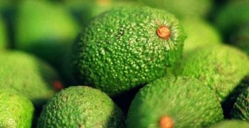Colombia and EU discuss avocado