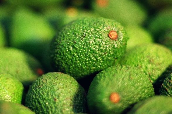 EU avocado prices to lower over the long-term