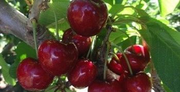 Argentina aims to commence cherry exports to China