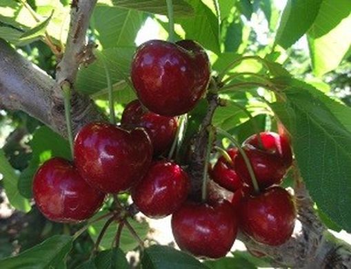 Argentina aims to commence cherry exports to China