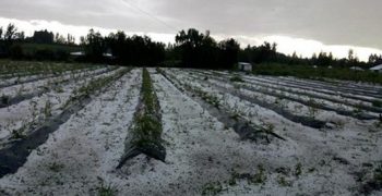 Chilean fruit industry counts cost of heavy storm damage