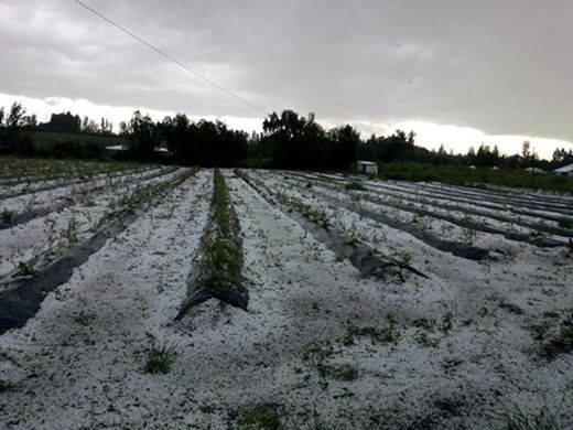 Chilean fruit industry counts cost of heavy storm damage