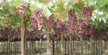 China’s grape production down 10% in 2018-19