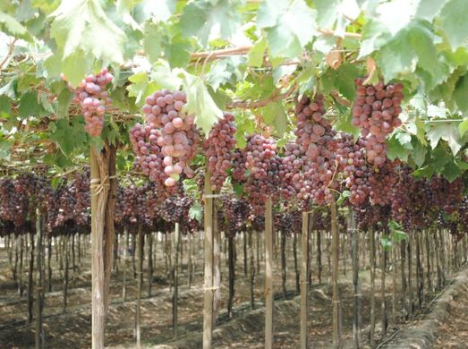 China’s grape production down 10% in 2018-19