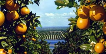 Chile sets new record for citrus exports