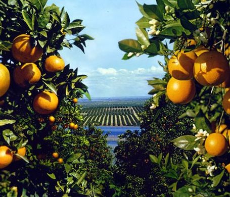 Chilean citrus exports to fall 3% in 2019