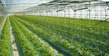 Russia’s greenhouse vegetable production up 27.3%