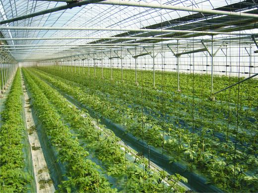 Russia’s greenhouse vegetable production up 27.3%