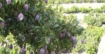 Andalusia mango harvest up 25%